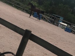 Poulains nés à l&#039;Elevage du Durzon